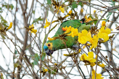 PAPAGAIO VERDADEIRO (Amazona aestiva)